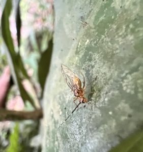 Genus Cerastipsocus (Tree Cattles)