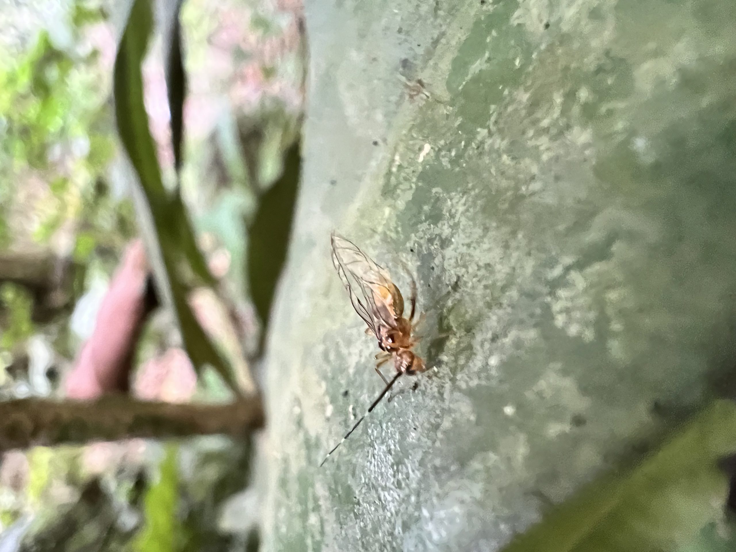 Genus Cerastipsocus (Tree Cattles)
