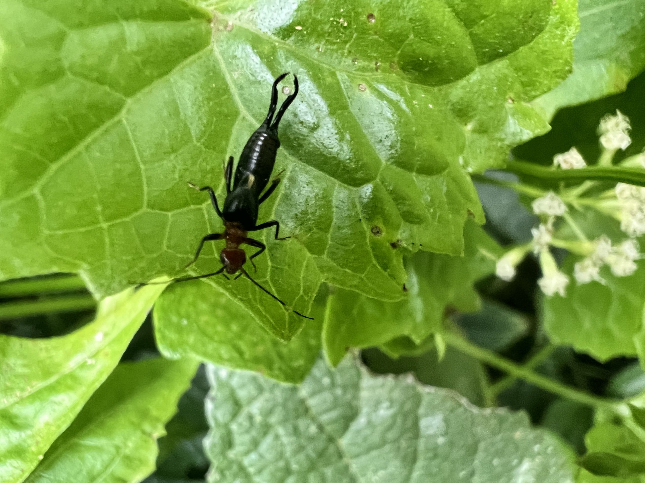 Eparchus Cruentatus