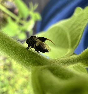 Family Machaerotidae (True Spittlebugs)