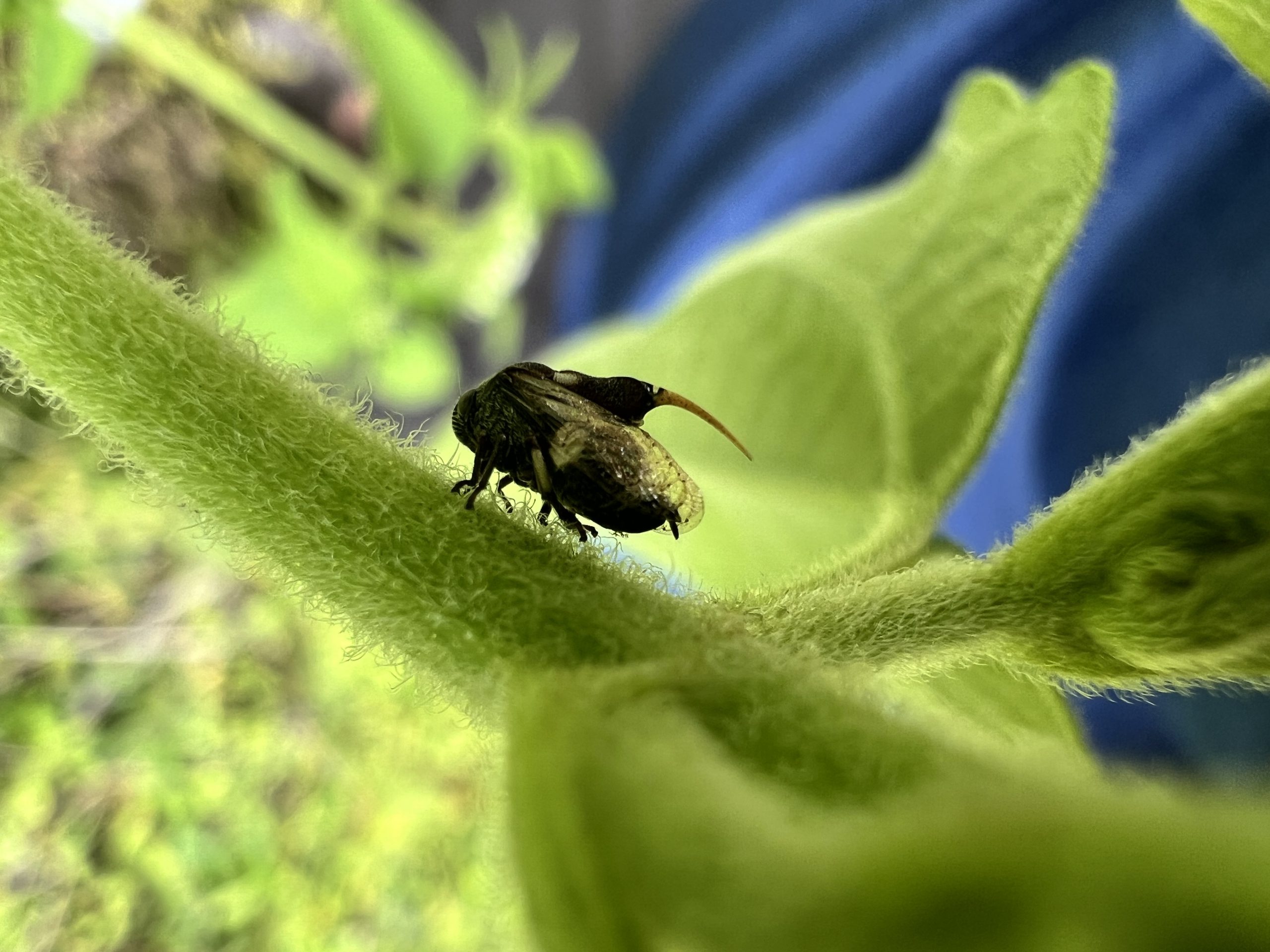 Family Machaerotidae (True Spittlebugs)