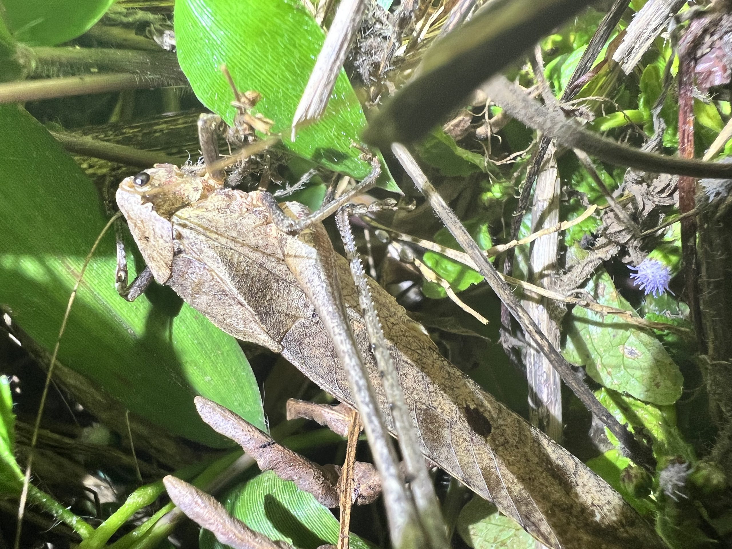 Mecopoda elongata
