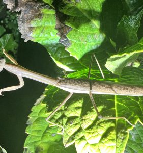 Genus Tenodera