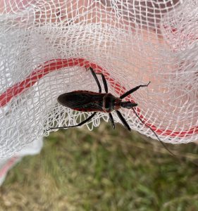 Mecopoda elongata