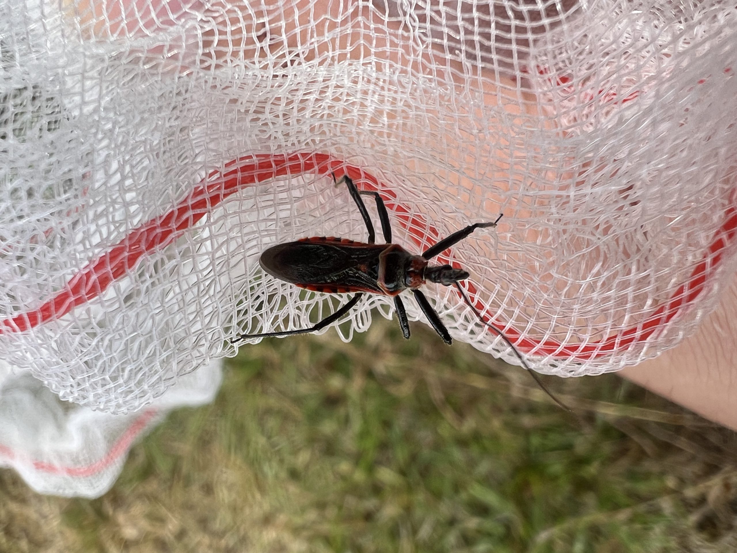 Mecopoda elongata