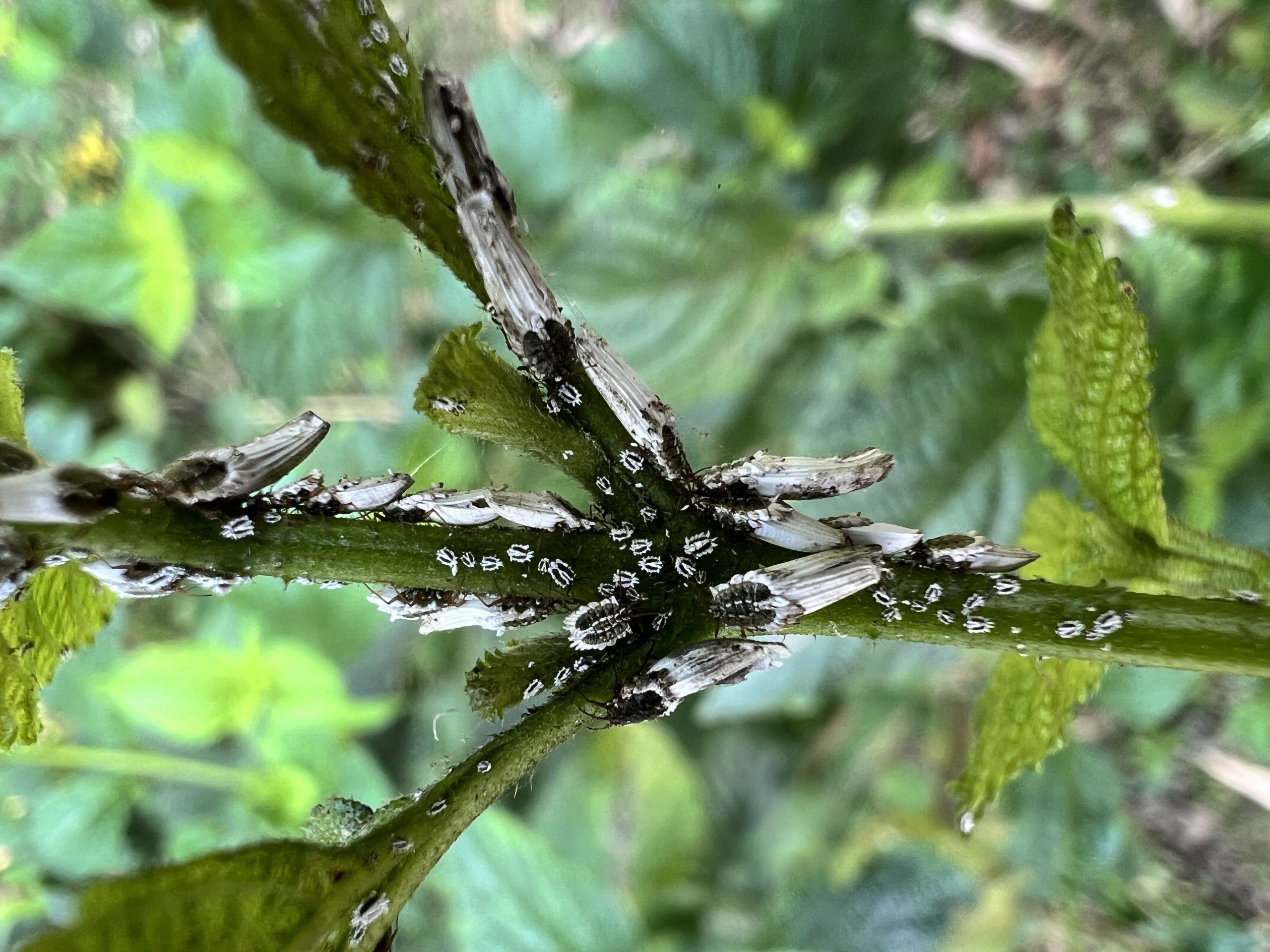 Insignorthezia insignis