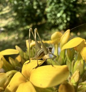 Family Tettigoniidae