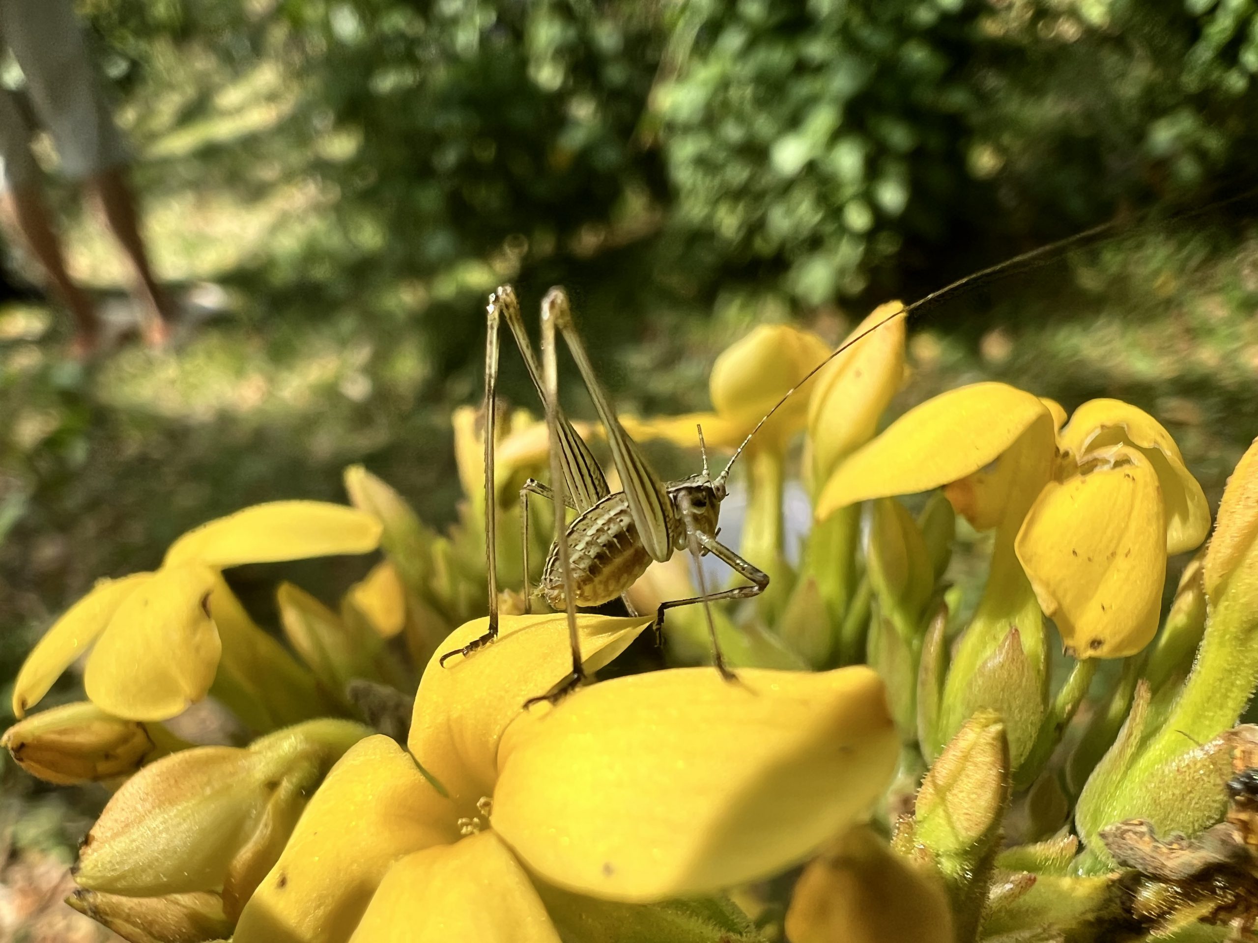 Family Tettigoniidae