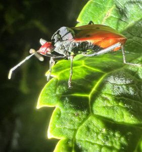 Unknown insects found in Lombok