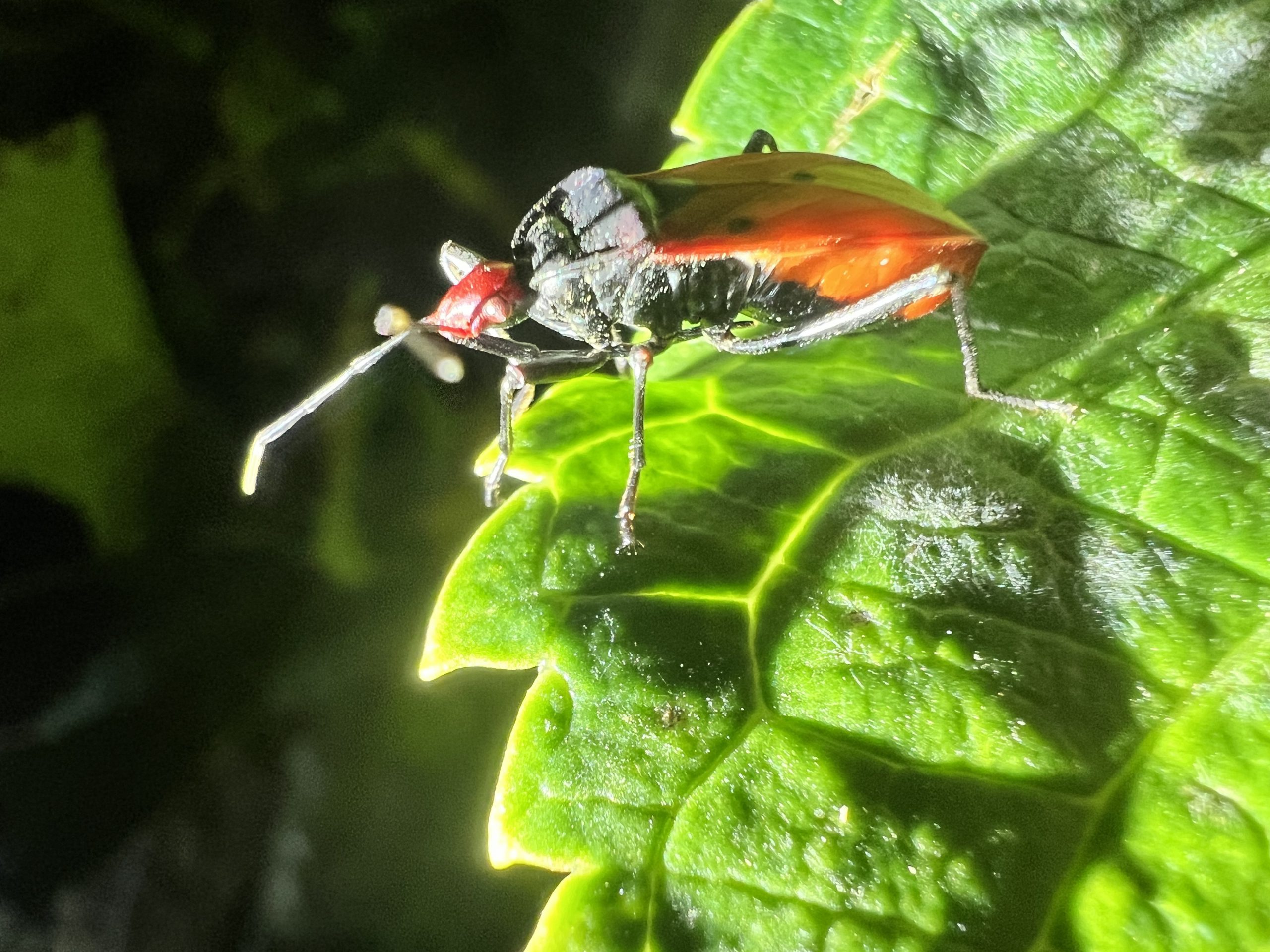 Unknown insects found in Lombok