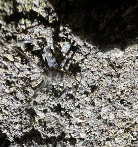 Diestrammena Japanica