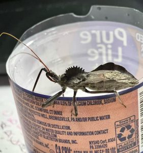 轮背猎蝽