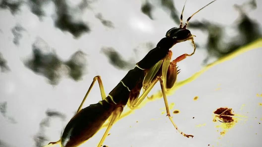 Insects Online Museum