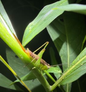 Short-winged Meadow Katydid (Conocephalus brevipennis)