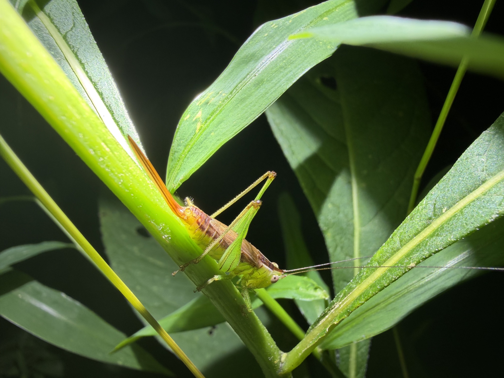 Short-winged meadow katydid perched on a leafy stem