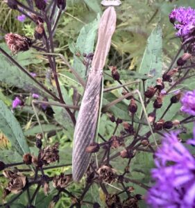 Chinese Mantis (Tenodera sinensis)