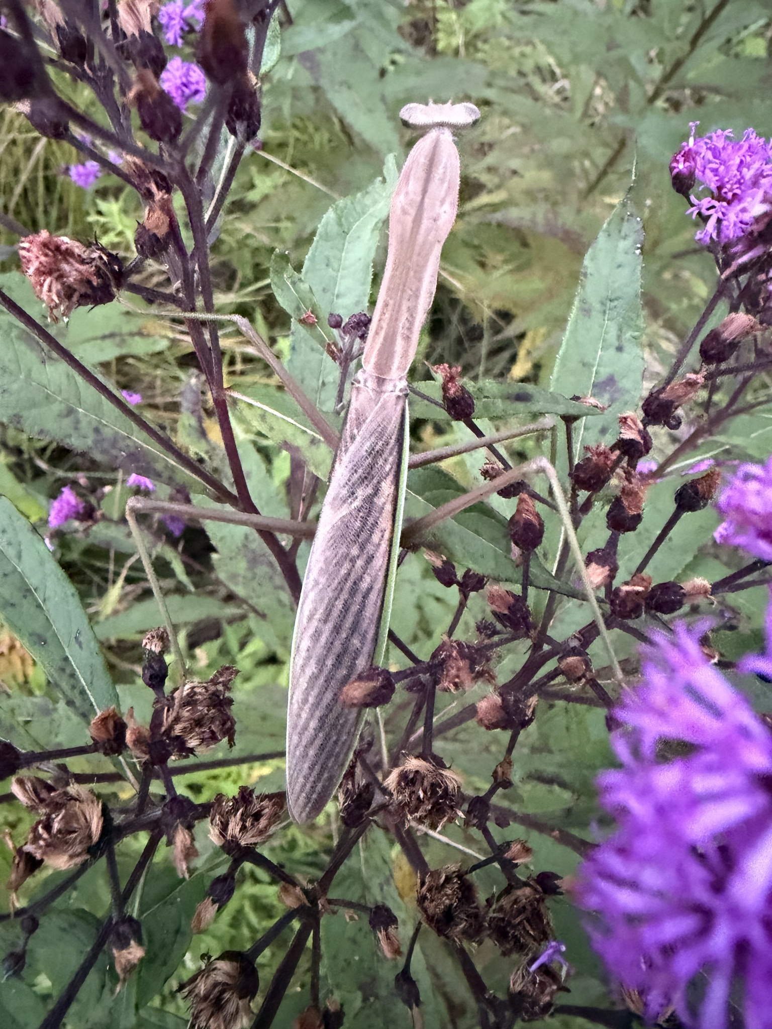 Chinese mantis perched on a stem among purple flowers