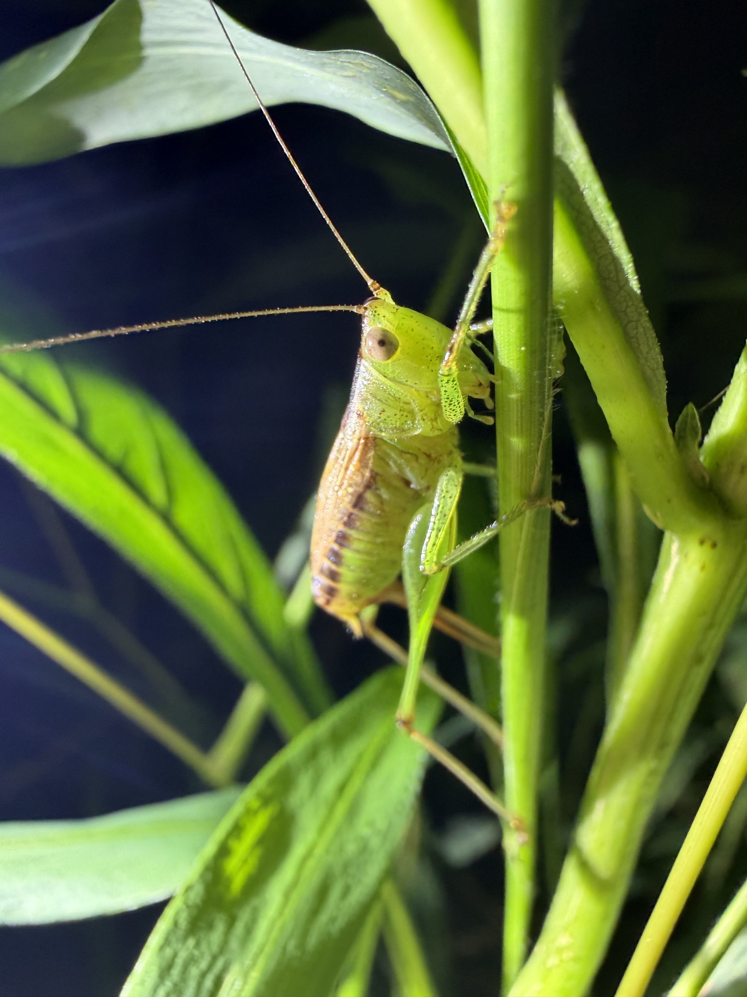 Short-winged meadow katydid gripping a stem vertically