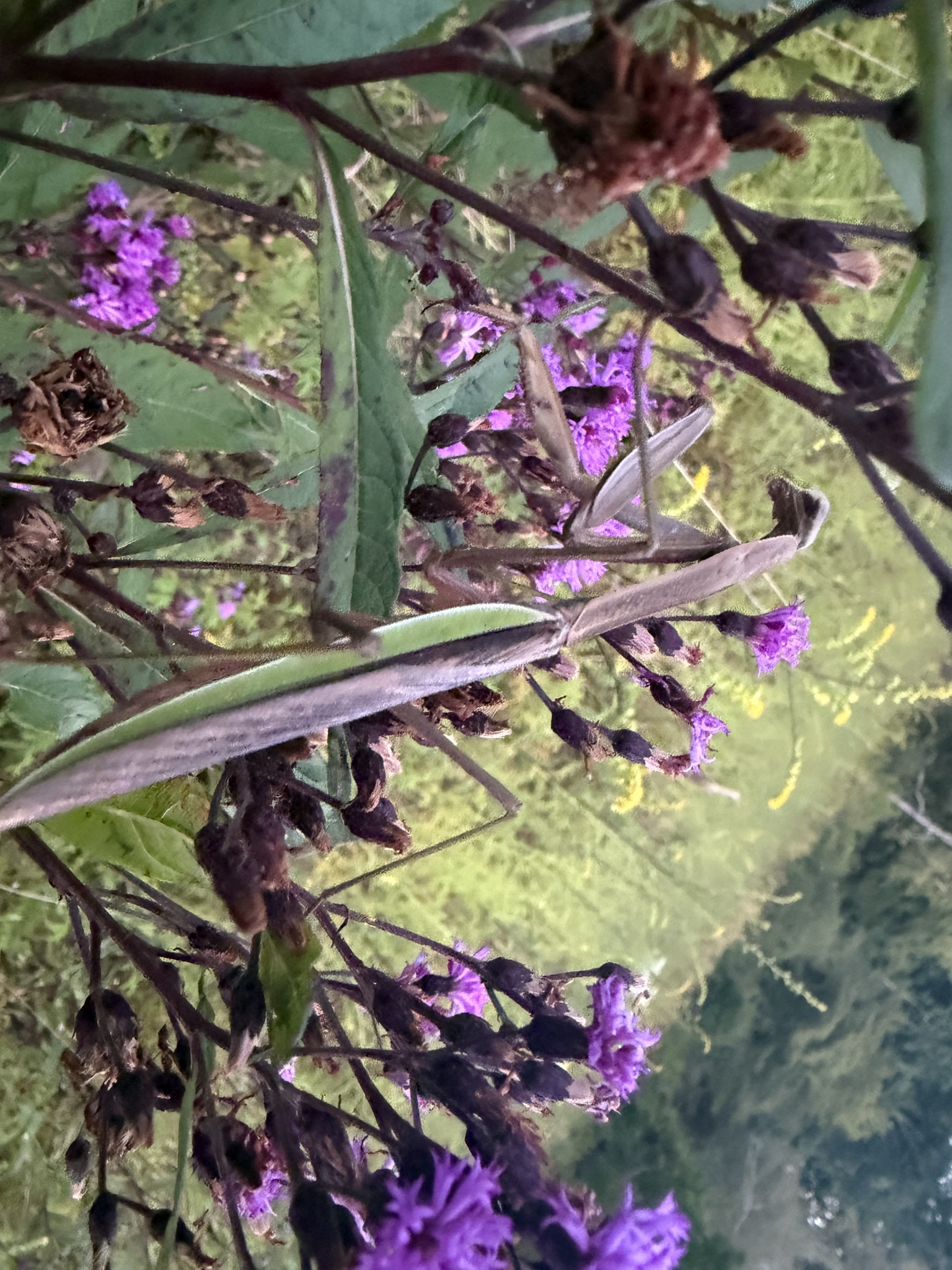 Chinese mantis on a leafy stem