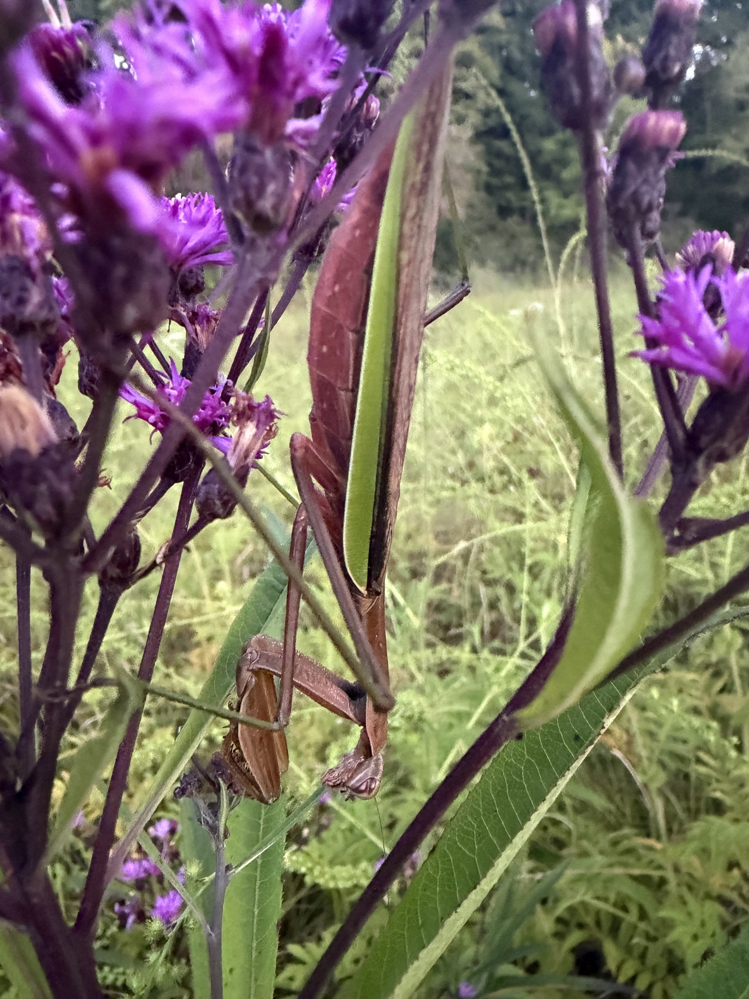 Chinese mantis with folded forelegs on a stem