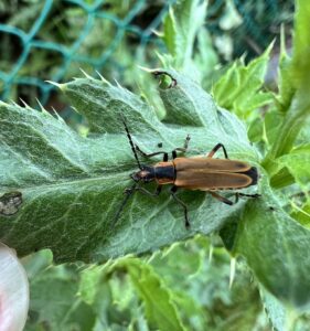 Margined Leatherwing Beetle (Chauliognathus marginatus)
