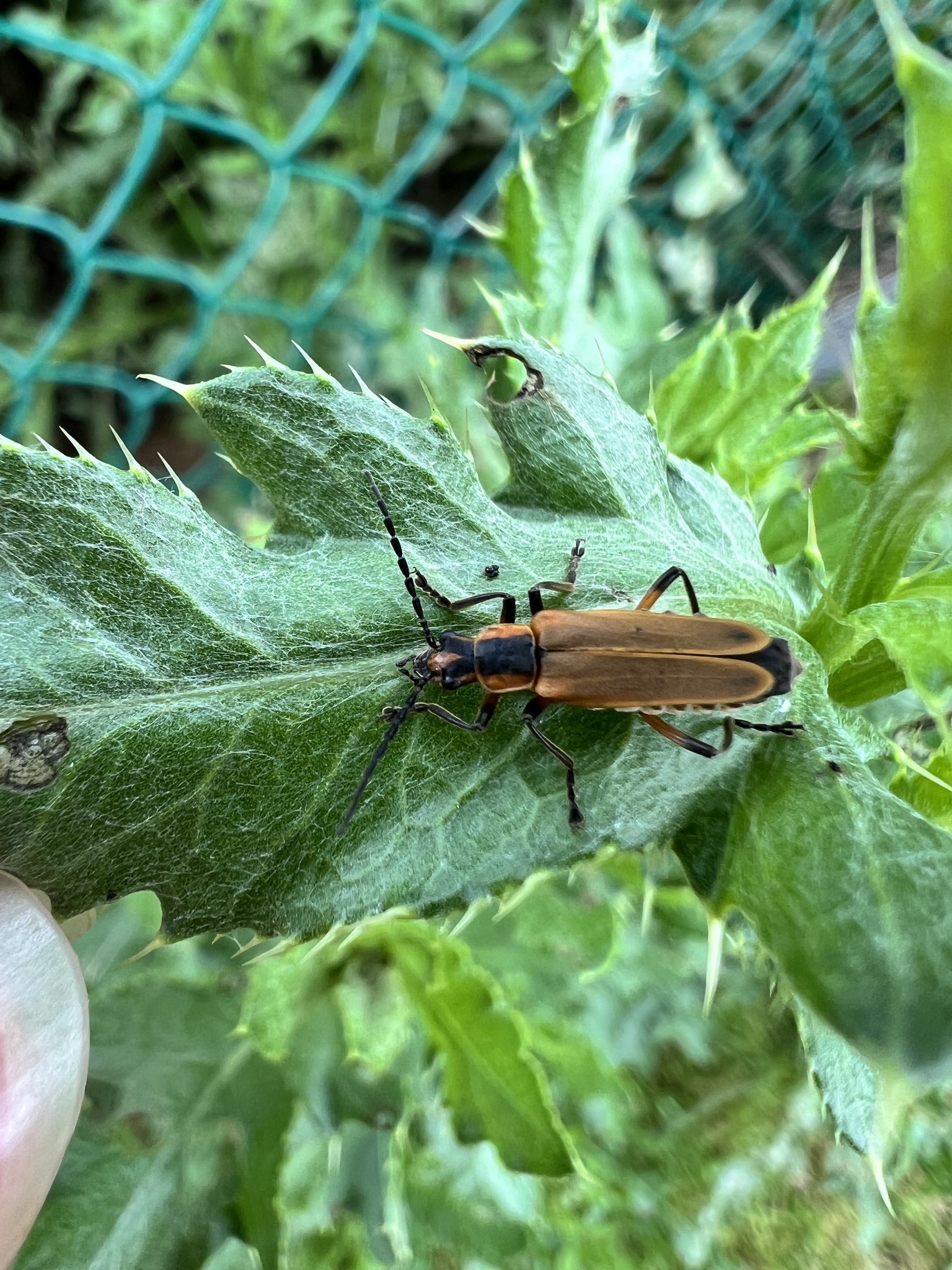 Margined Leatherwing Beetle photograph