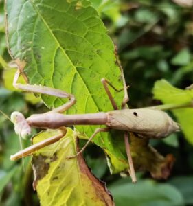 Carolina Mantis (Stagmomantis carolina)