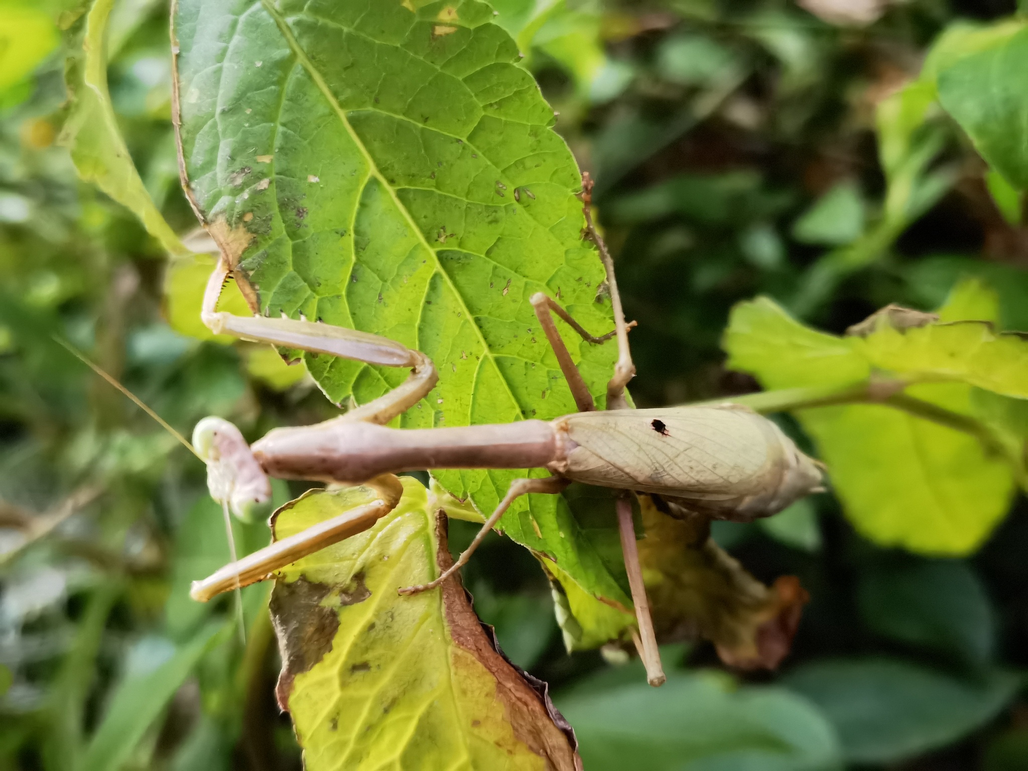 Carolina Mantis (Stagmomantis carolina)