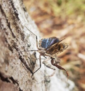 Grizzled Mantis (Gonatista grisea)