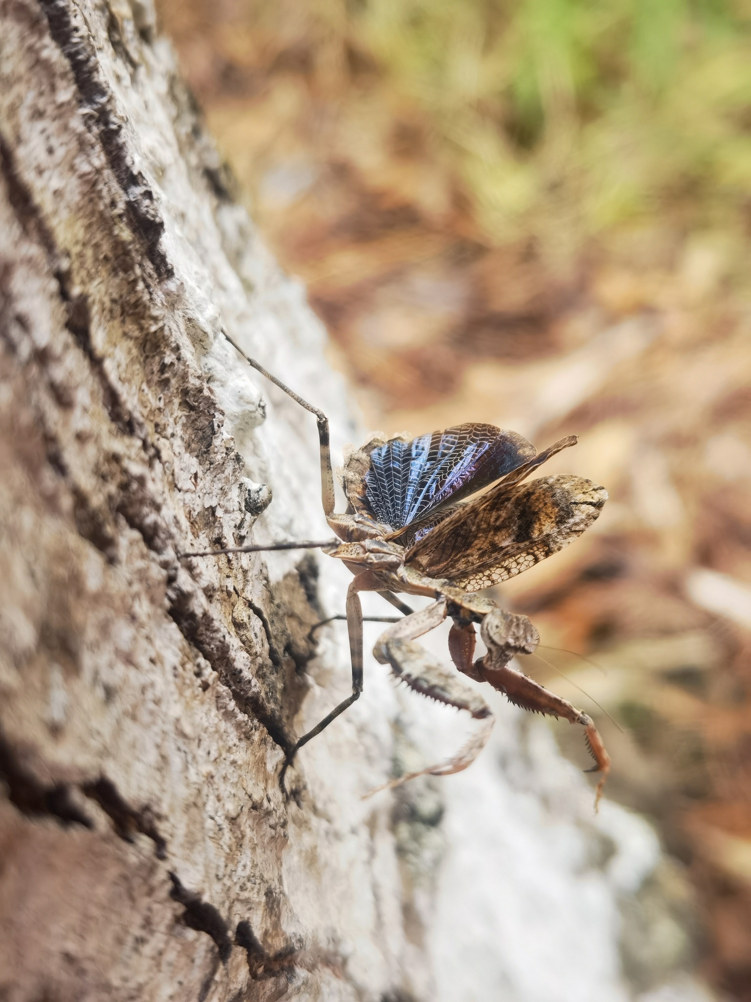Grizzled Mantis (Gonatista grisea)