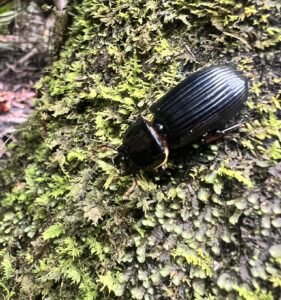 Horned Passalus Beetle (Odontotaenius disjunctus)