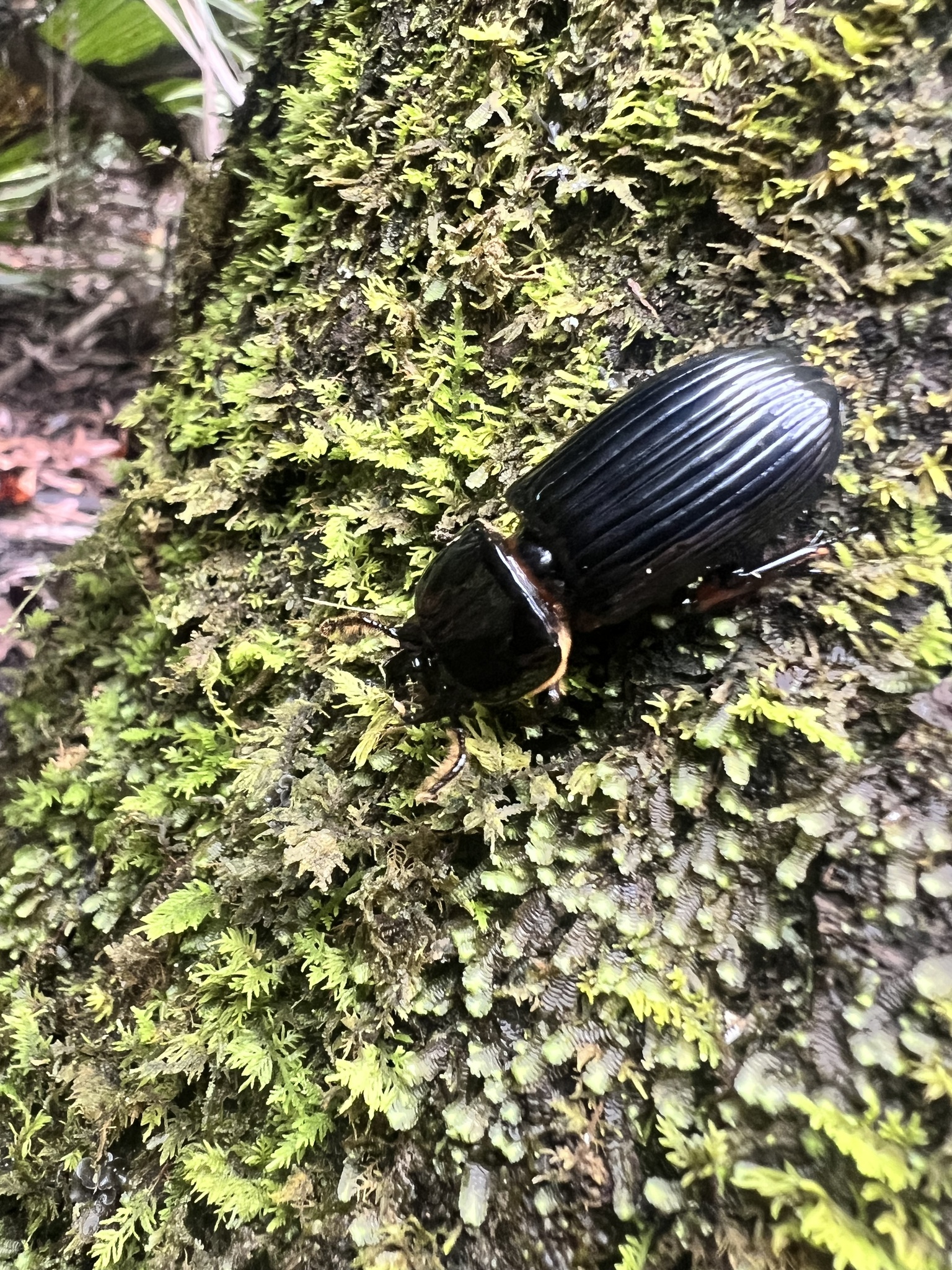 Horned Passalus Beetle (Odontotaenius disjunctus)