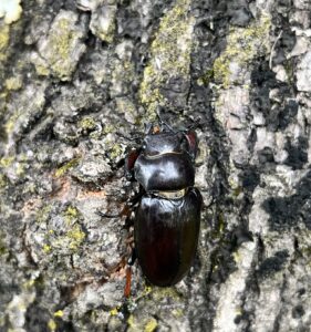 短颚深山锹甲 (Lucanus imitator)