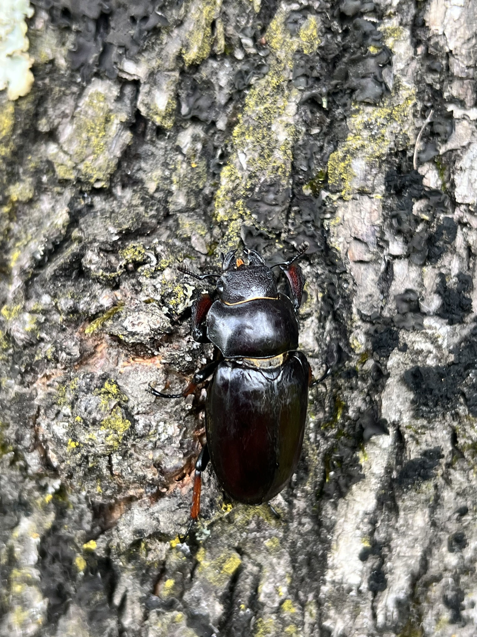 短颚深山锹甲 (Lucanus imitator)