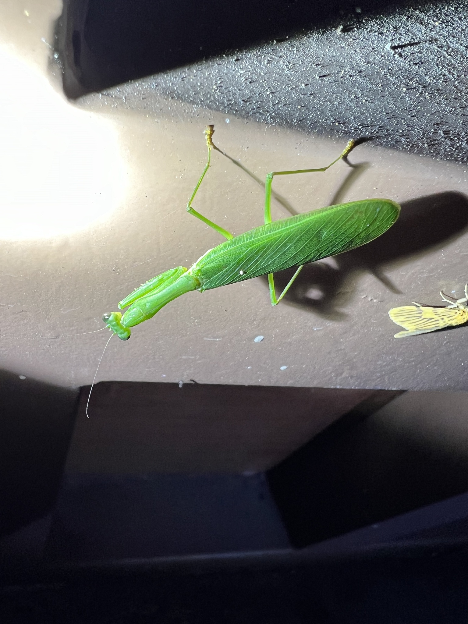 Anaxarcha acuta photograph