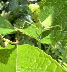 贝氏斧螳 (Hierodula beieri)