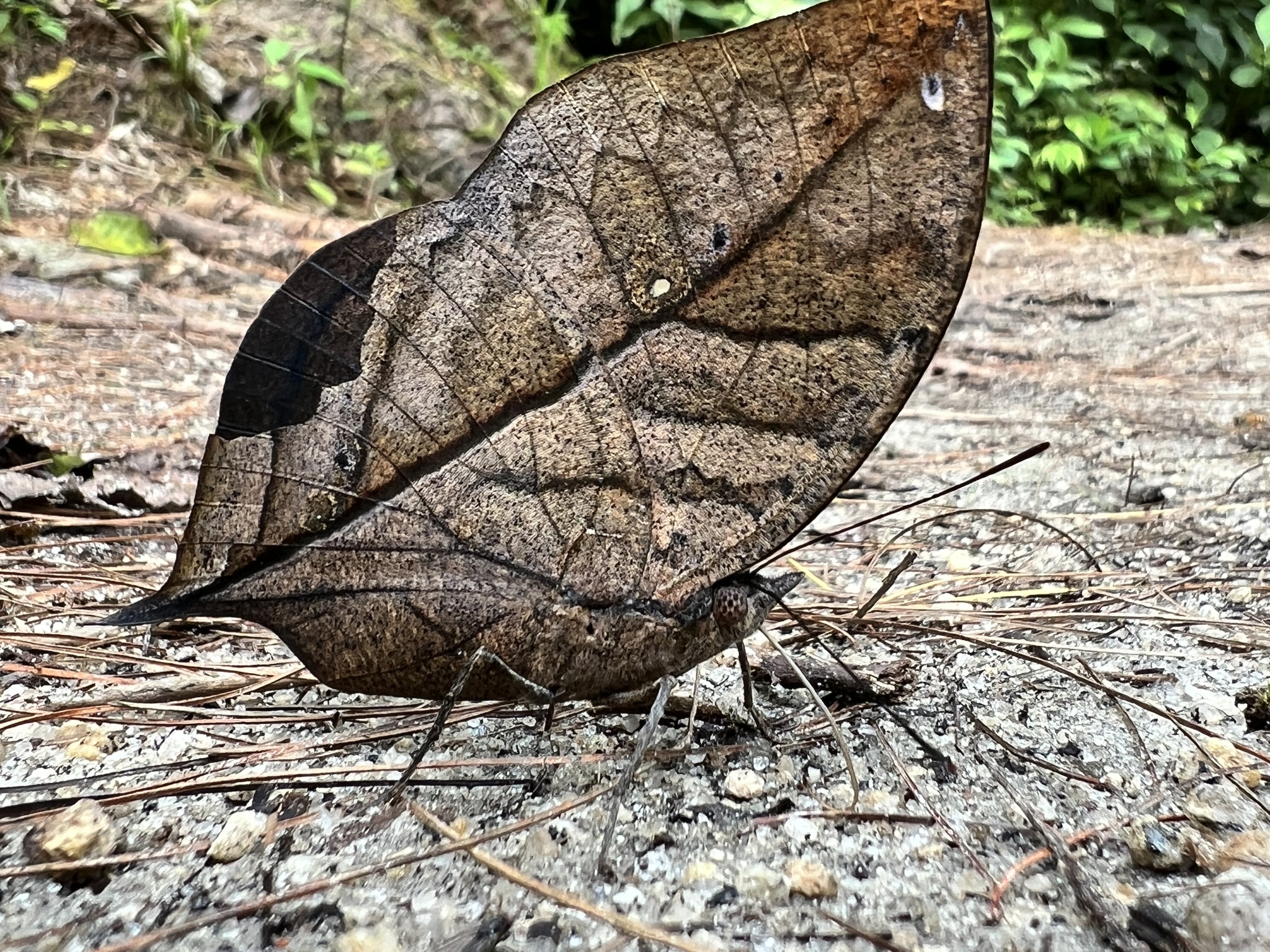Scarce Blue Oakleaf photograph