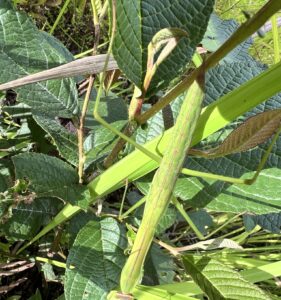 中华大刀螳 (Tenodera sinensis)