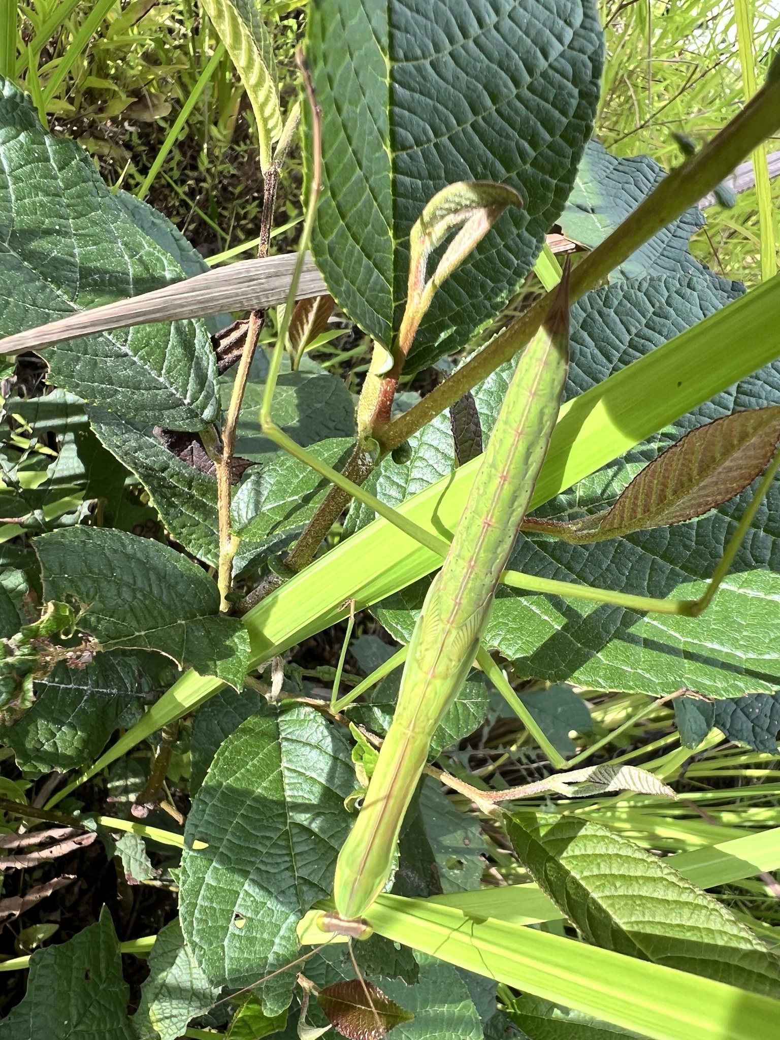 Chinese Mantis photograph
