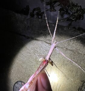 墨脱健䗛 (Sosibia medogensis)