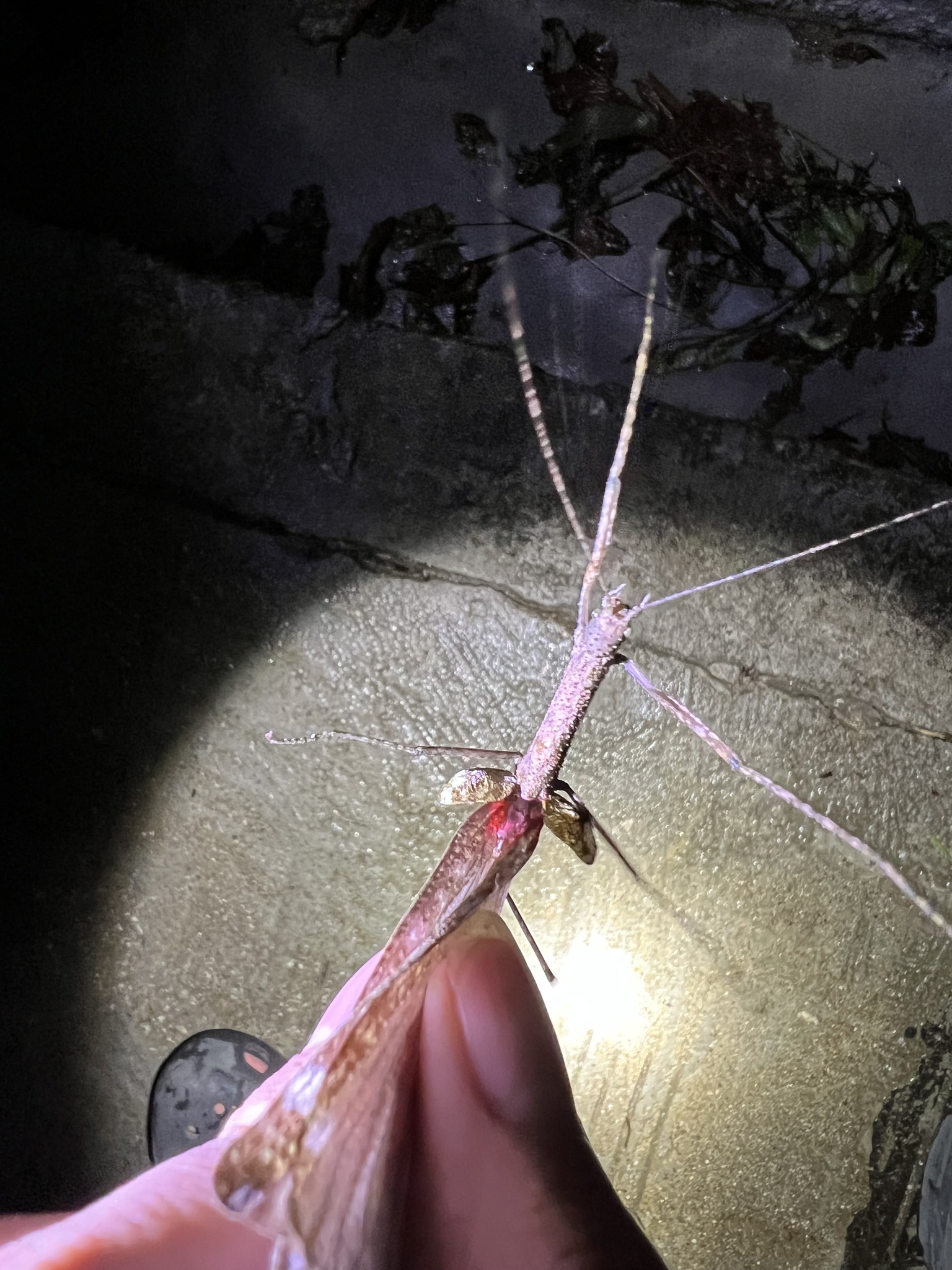 Sosibia medogensis photograph