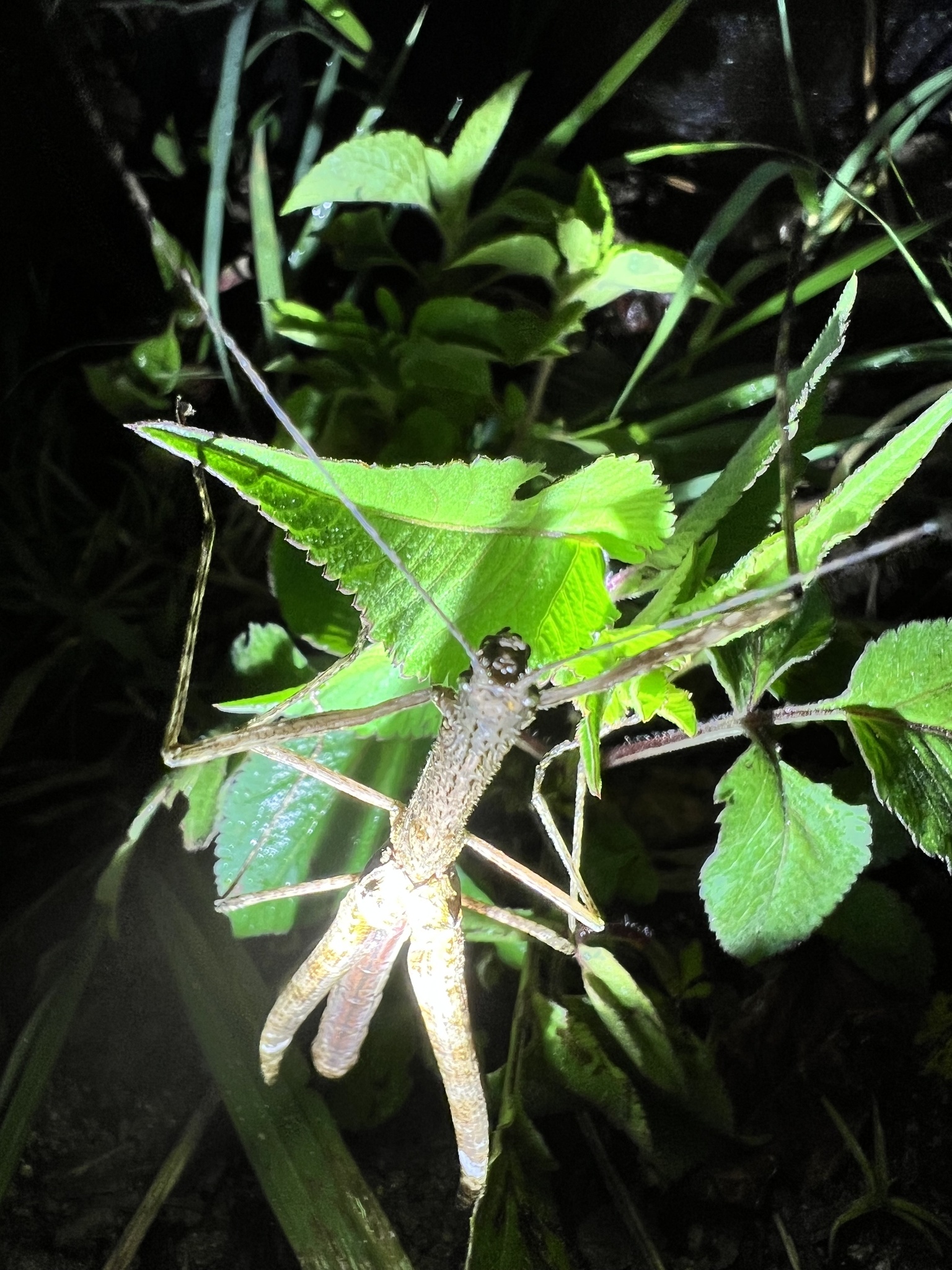 Sosibia medogensis photograph