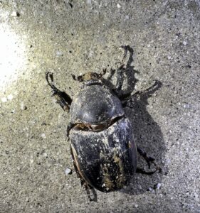 粗尤犀金龟 (Eupatorus hardwickei)
