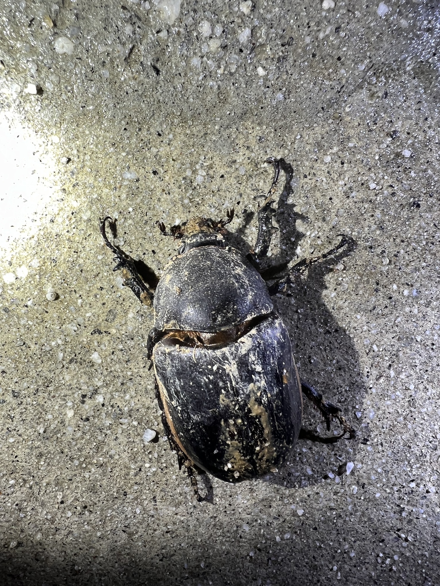 粗尤犀金龟 (Eupatorus hardwickei)