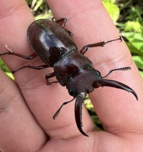 佛斯特六节锹甲藏南亚种 (Hexarthrius forsteri nyishi)