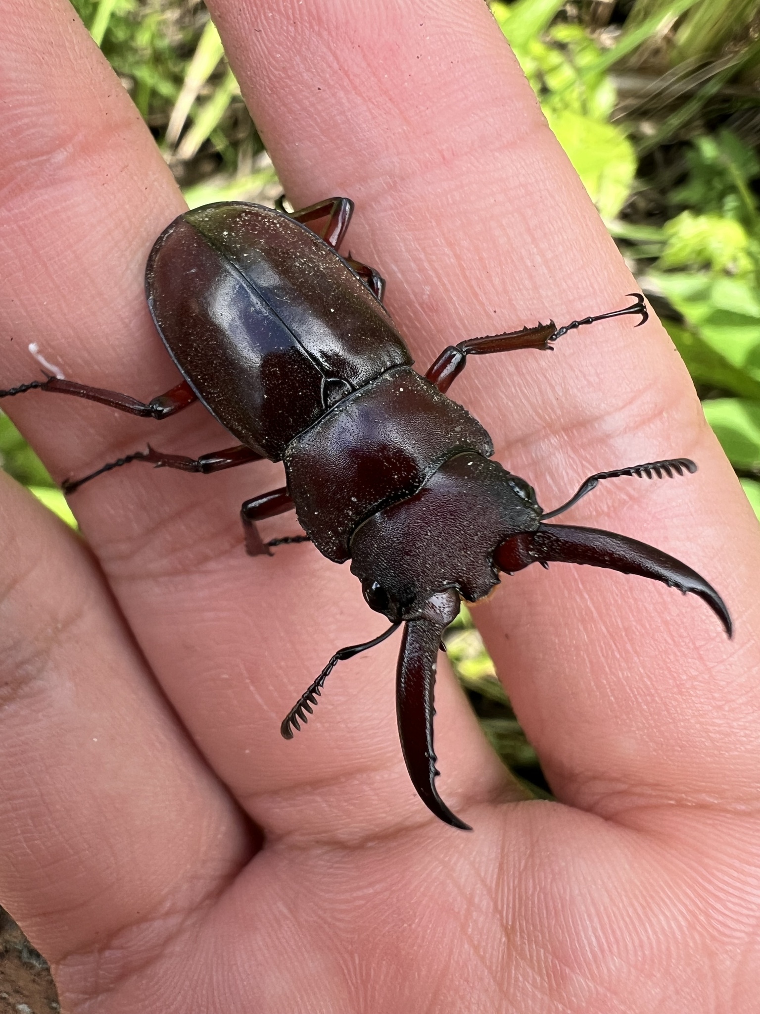 Hexarthrius forsteri nyishi photograph