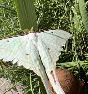绿尾大蚕蛾 (Actias selene)