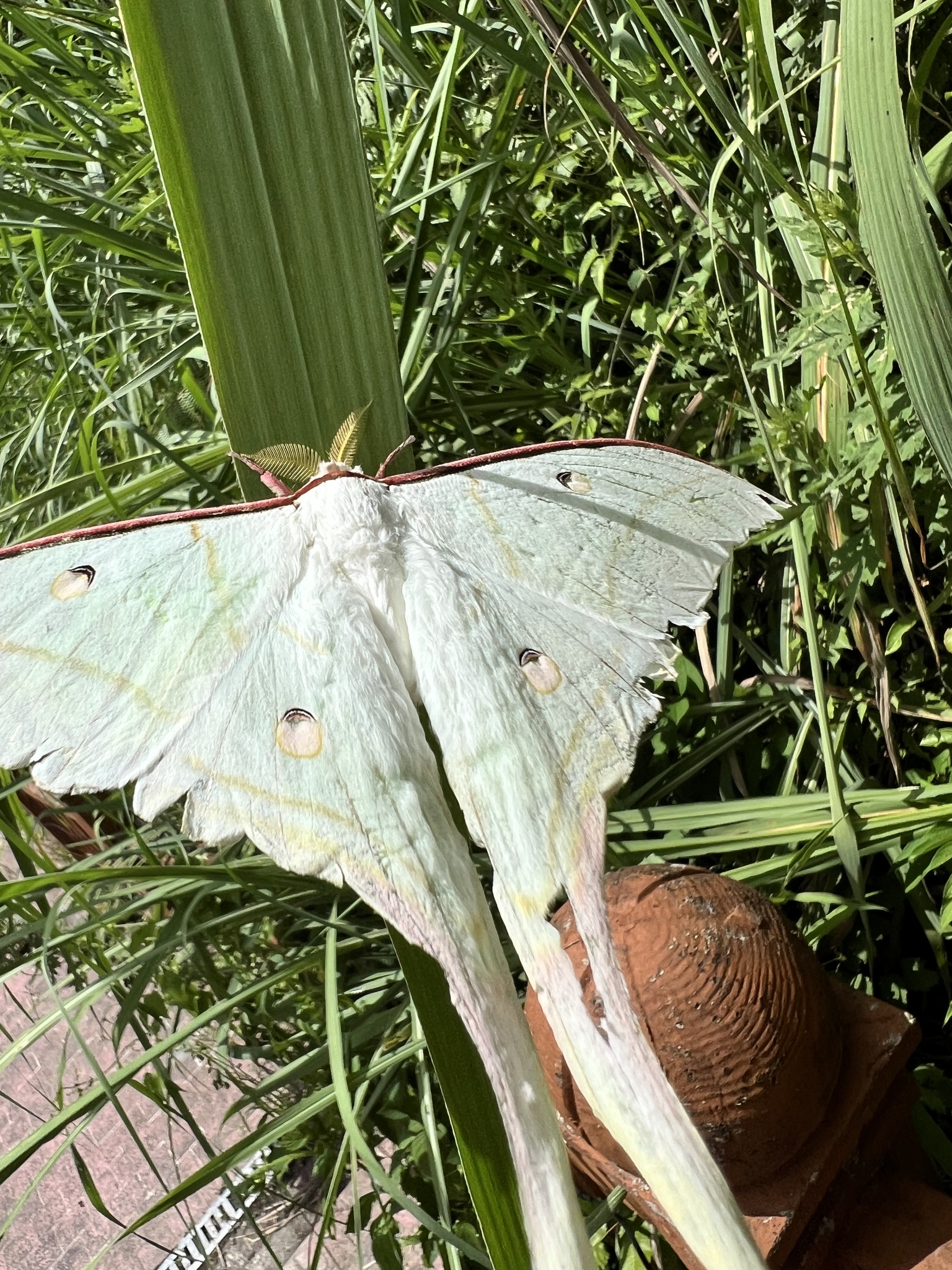 Indian Moon Moth photograph