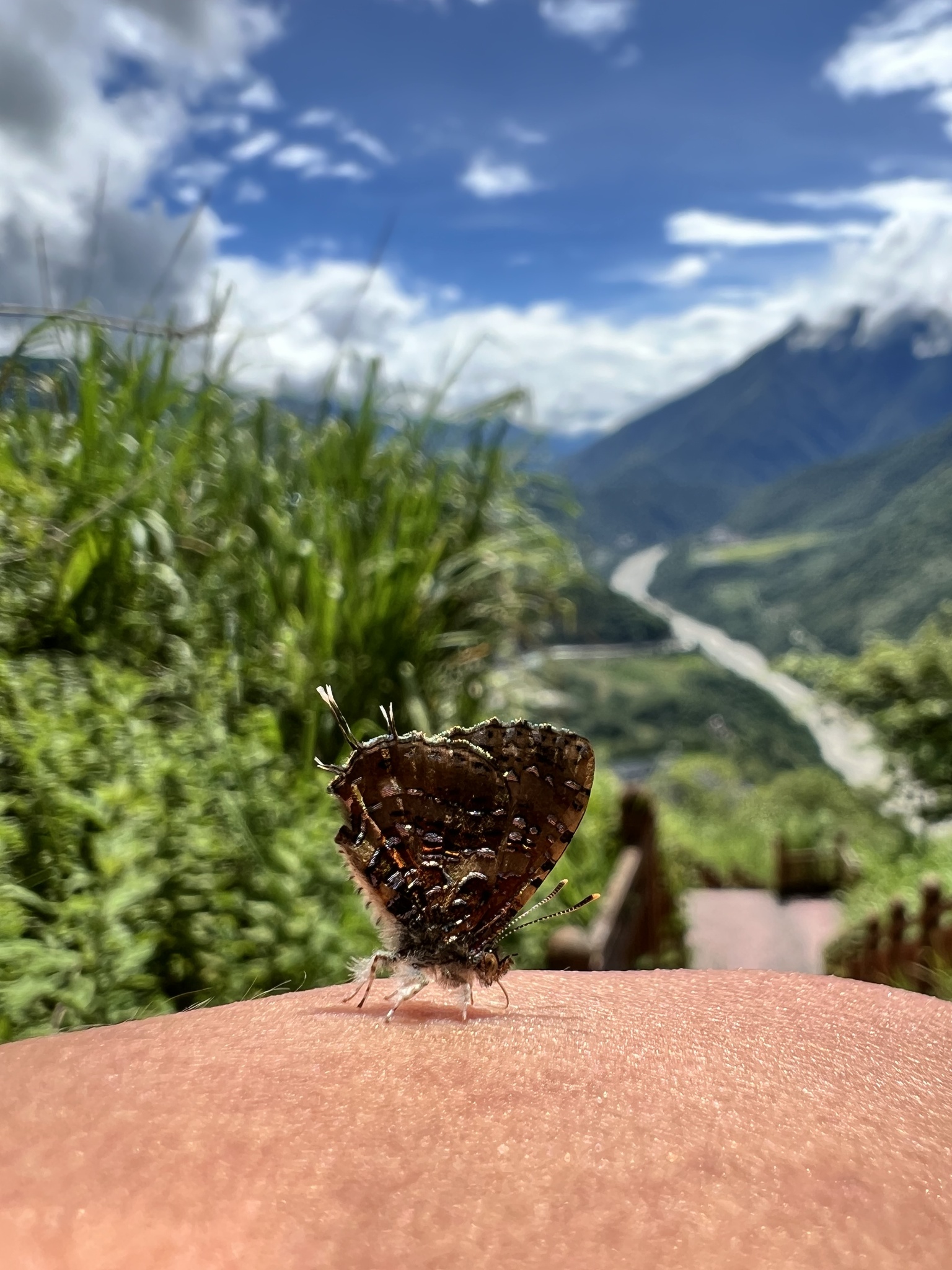 Catapaecilma major photograph