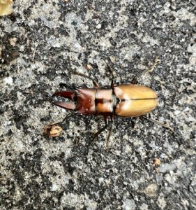 阿萨姆环锹甲指名亚种 (Cyclommatinus assamensis assamensis)